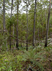 Eucalyptus cloeziana
