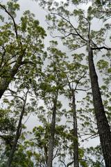 Eucalyptus cloeziana