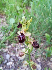 Ophrys sphegodes atrata