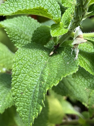 Stachytarpheta mutabilis