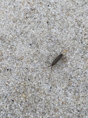 Platorchestia platensis