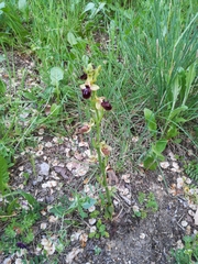 Ophrys sphegodes atrata
