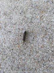 Platorchestia platensis