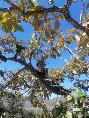 Tillandsia bourgaei