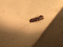 Monopis marginistrigella