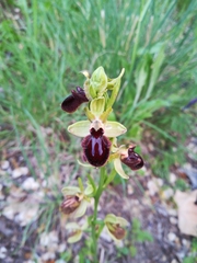 Ophrys sphegodes atrata