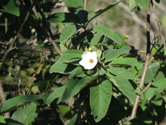 Cordia boissieri
