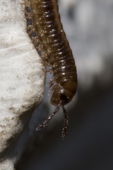 Brachyiulus lusitanus