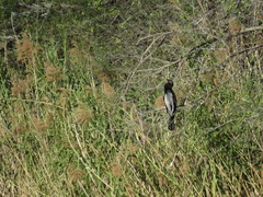Anhinga anhinga