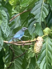 Thraupis glaucocolpa