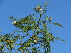 Leucaena leucocephala