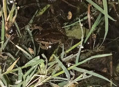 Ptychadena erlangeri