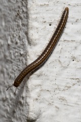 Brachyiulus lusitanus