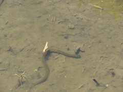 Helicops infrataeniatus