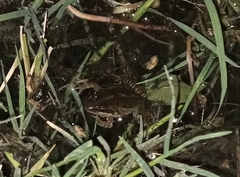 Ptychadena erlangeri