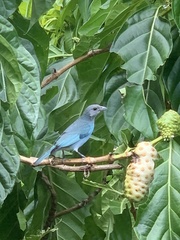 Thraupis glaucocolpa