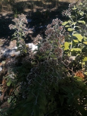 Pluchea carolinensis