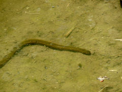 Helicops infrataeniatus