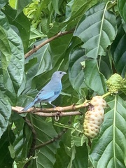 Thraupis glaucocolpa