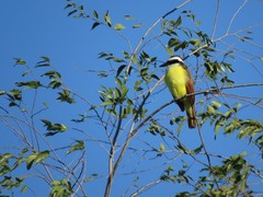 Pitangus sulphuratus