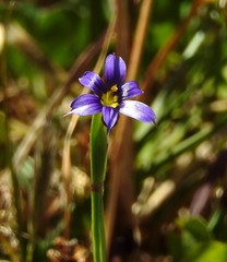 Sisyrinchium chilense