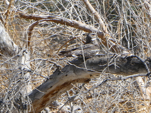 iNaturalist observation photo of Lesser Nighthawk