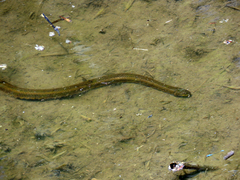 Helicops infrataeniatus