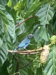 Thraupis glaucocolpa