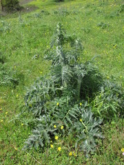 Phlomoides laciniata