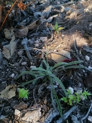 Tridax coronopifolia