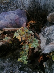 Brickellia veronicifolia