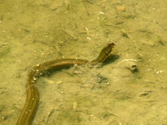 Helicops infrataeniatus