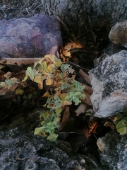Brickellia veronicifolia