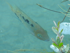 Vieja melanurus