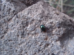 Coleoptera