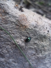 Coleoptera