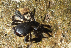 Pachygrapsus marmoratus