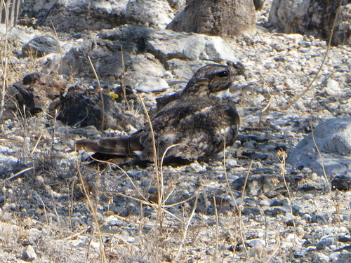 iNaturalist observation photo of Lesser Nighthawk