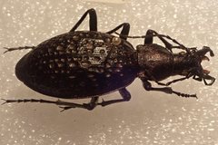 Carabus lopatini