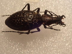 Carabus lopatini