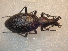 Carabus lopatini