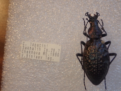 Carabus lopatini
