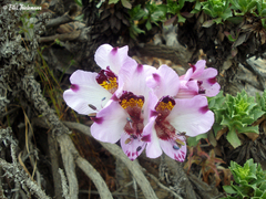 Alstroemeria magnifica