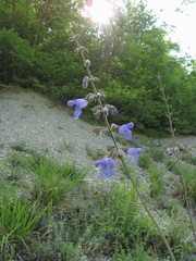 Salvia ringens