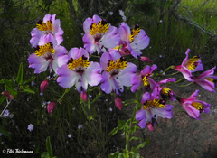 Alstroemeria magnifica