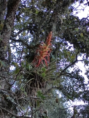 Tillandsia violacea