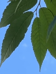 Ulmus mexicana