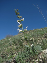 Salvia verbascifolia