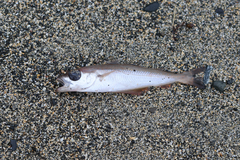 Pollachius pollachius