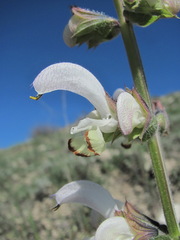Salvia verbascifolia